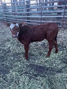 Beef Calf - Photo 2