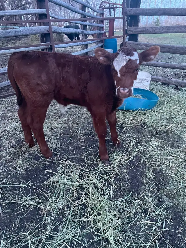 Beef Calf - Photo 3