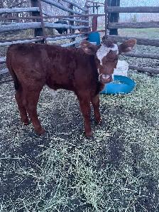 Beef Calf - Photo 3