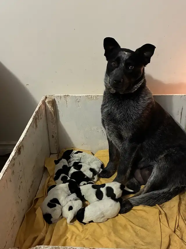 Blue Heeler puppies