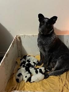 Blue Heeler puppies