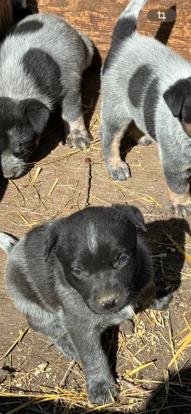 Blue Heeler puppies - Photo 2