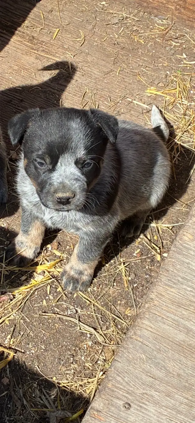 Blue Heeler puppies - Photo 3