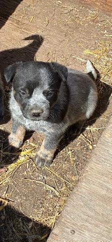 Blue Heeler puppies - Photo 3
