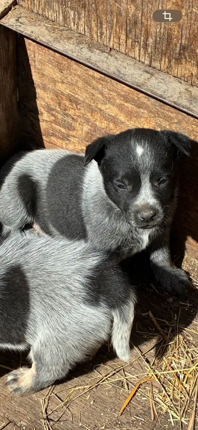 Blue Heeler puppies - Photo 4