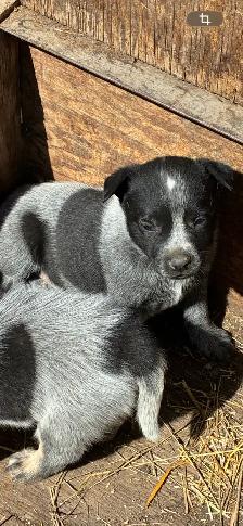 Blue Heeler puppies - Photo 4