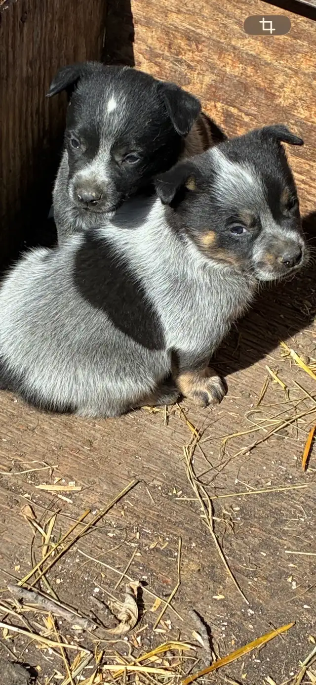Blue Heeler puppies - Photo 5