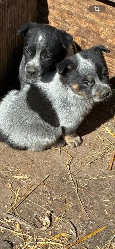 Blue Heeler puppies - Photo 5