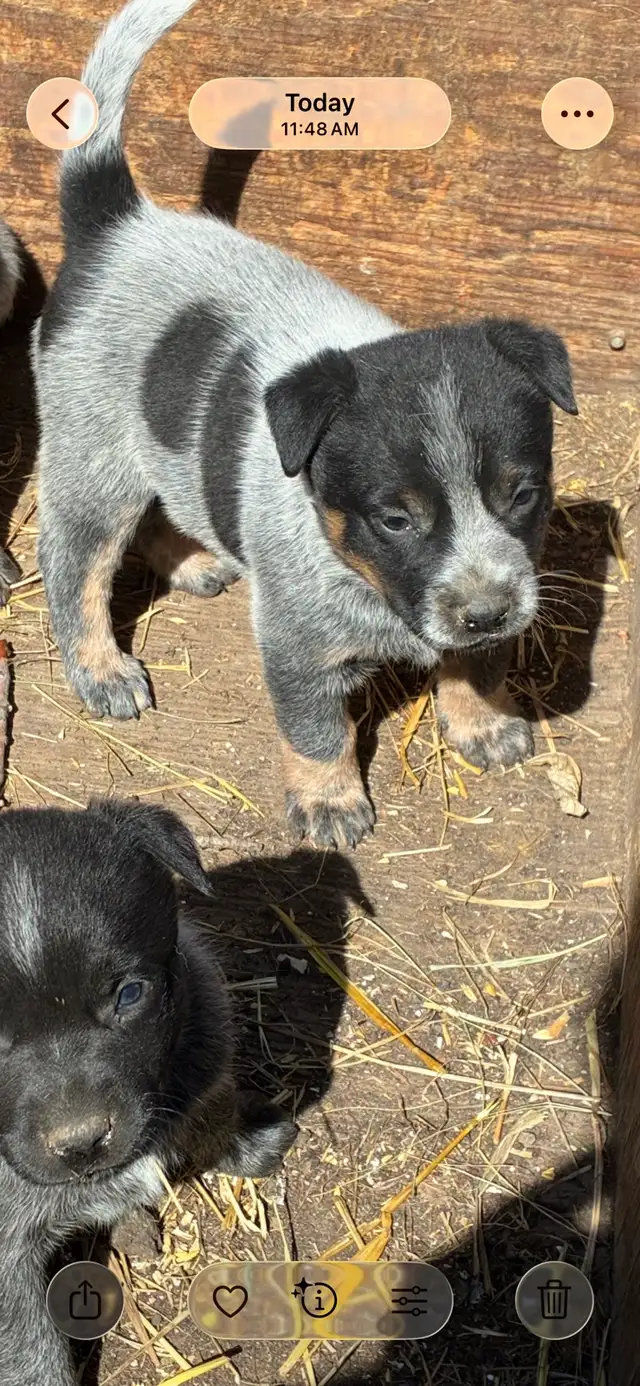Blue Heeler puppies - Photo 6