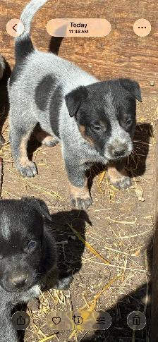 Blue Heeler puppies - Photo 6