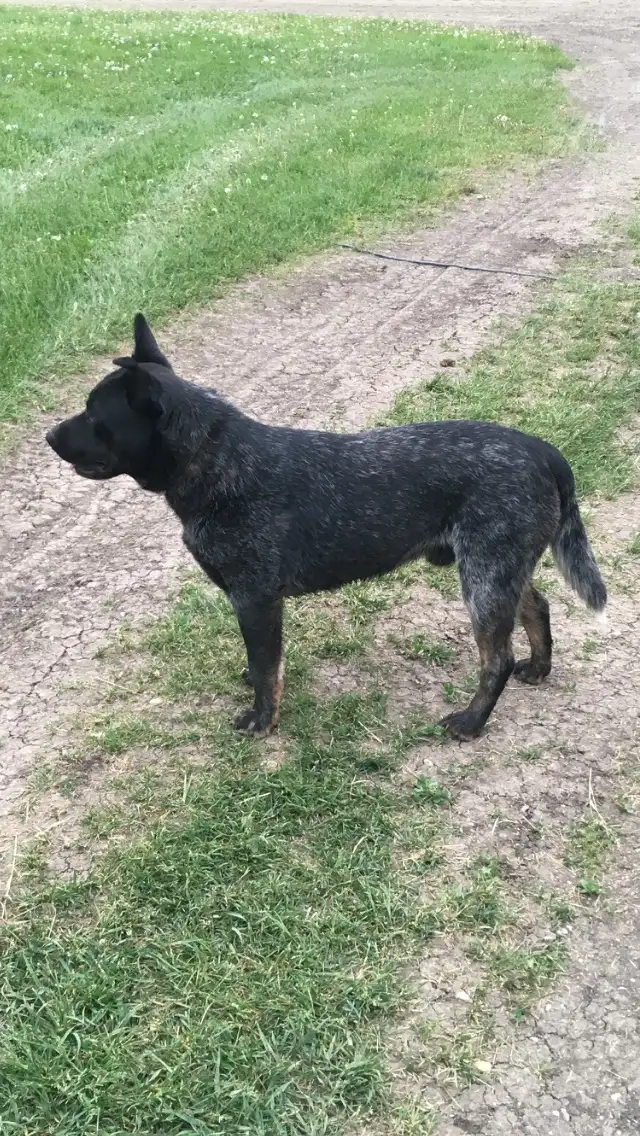Blue Heeler puppies - Photo 7