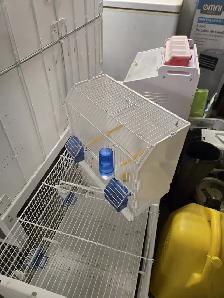 Professional Italian Bird Breeding Cages With Stand On Wheels - Photo 6