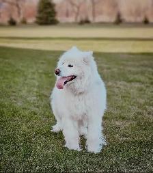 Samoyed Dogs