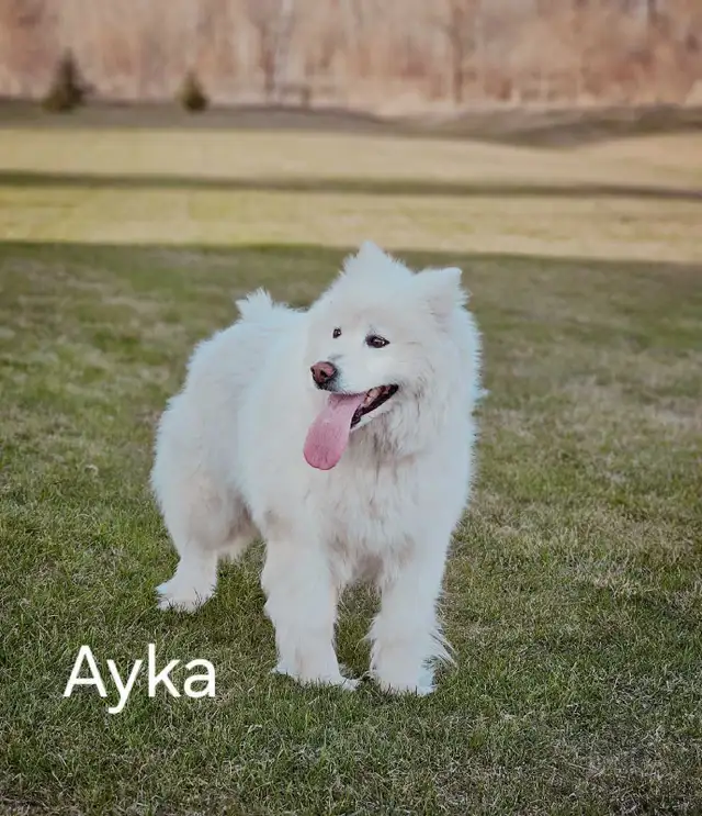 Samoyed Dogs - Photo 2