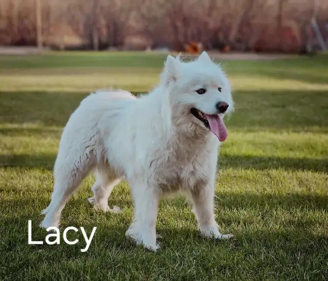 Samoyed Dogs - Photo 3