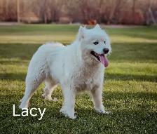 Samoyed Dogs - Photo 3