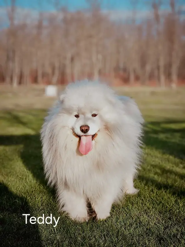 Samoyed Dogs - Photo 4