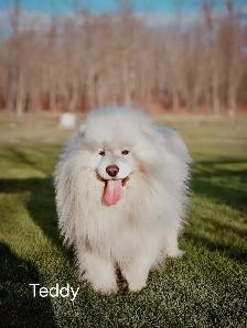 Samoyed Dogs - Photo 4