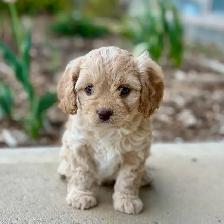 Beautiful Cavachon Puppies!