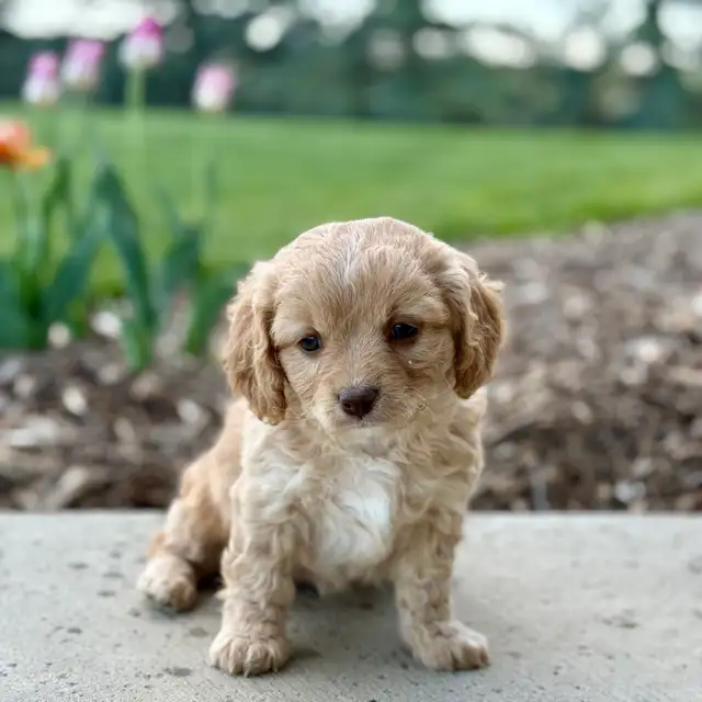 Beautiful Cavachon Puppies! - Photo 2
