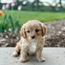 Beautiful Cavachon Puppies! - Photo 2