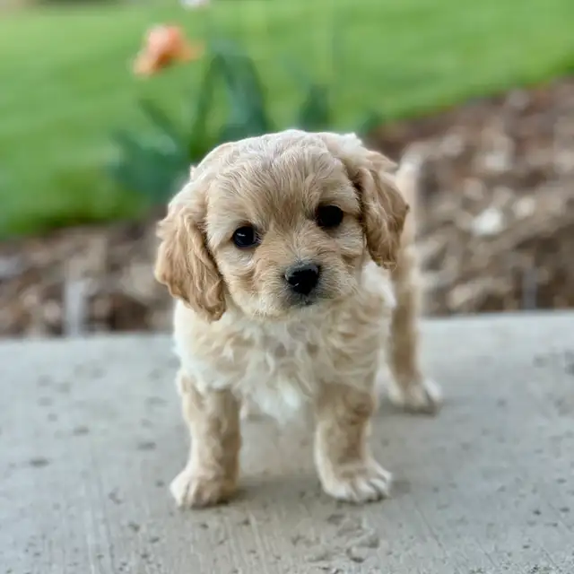 Beautiful Cavachon Puppies! - Photo 3