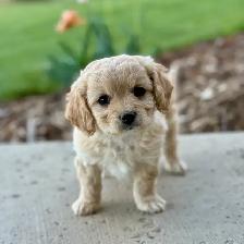 Beautiful Cavachon Puppies! - Photo 3