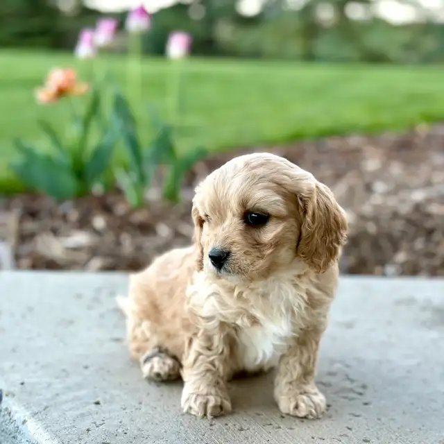 Beautiful Cavachon Puppies! - Photo 4