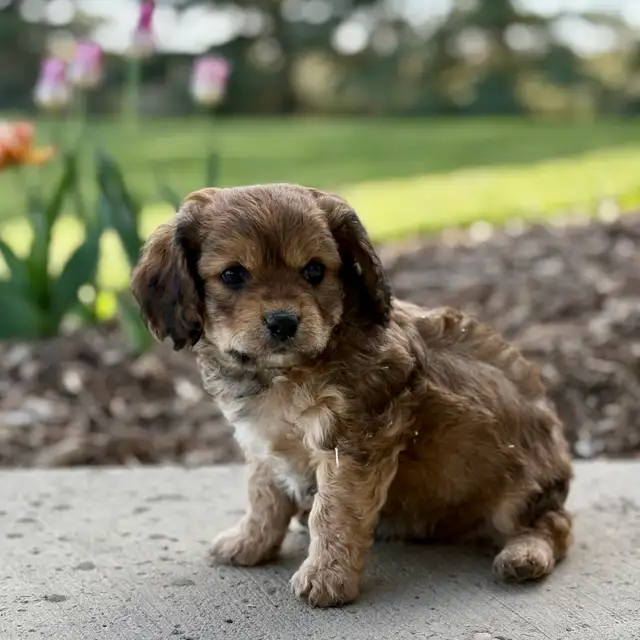 Beautiful Cavachon Puppies! - Photo 5