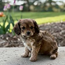 Beautiful Cavachon Puppies! - Photo 5