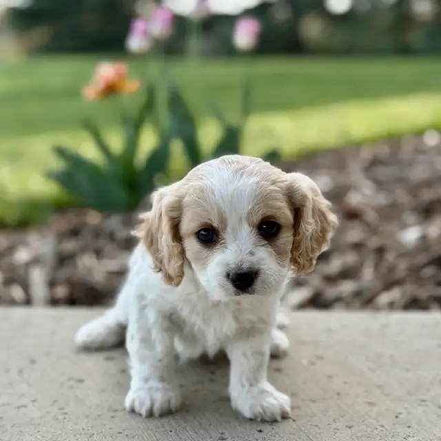 Beautiful Cavachon Puppies! - Photo 6