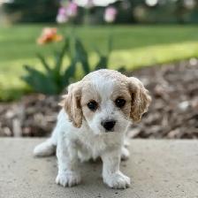 Beautiful Cavachon Puppies! - Photo 6