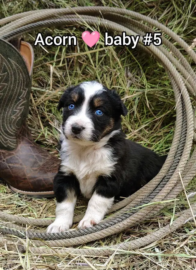 Australian shepherd PUPPIES!!