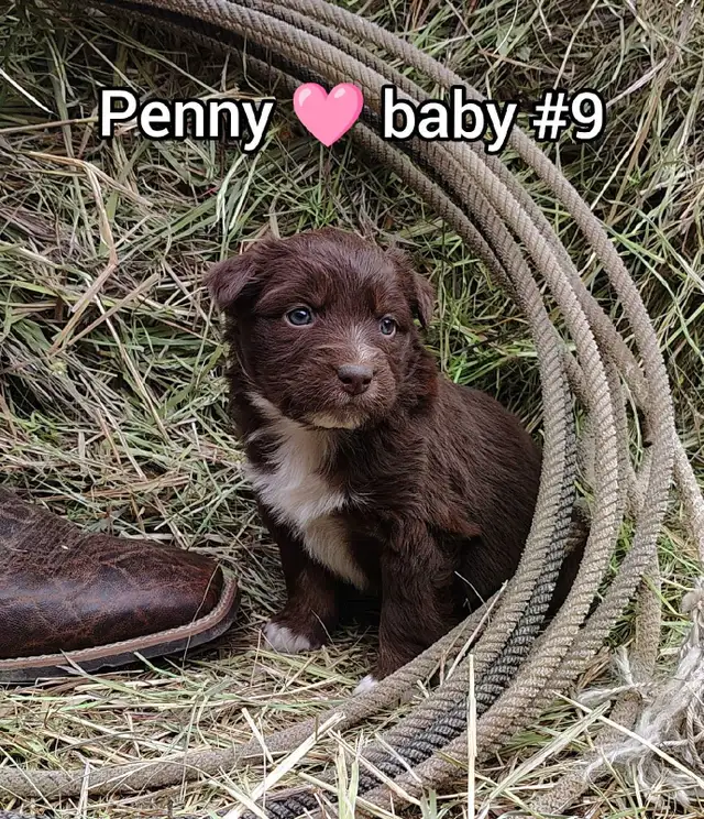 Australian shepherd PUPPIES!! - Photo 2
