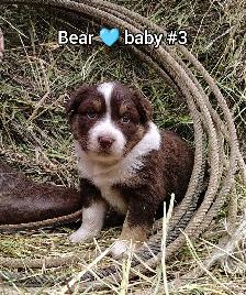 Australian shepherd PUPPIES!! - Photo 6