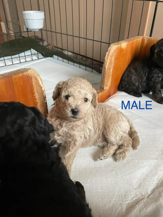 Toy Poodle Puppies
