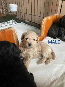 Toy Poodle Puppies