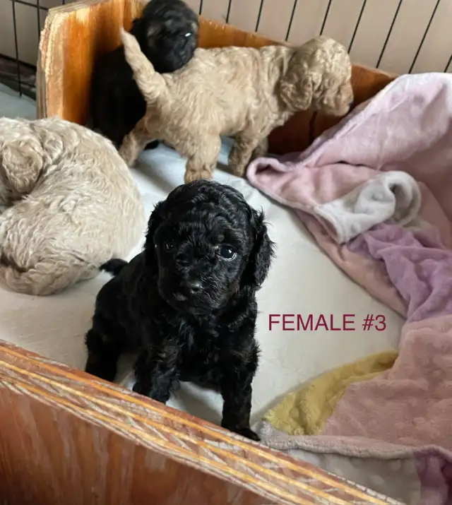 Toy Poodle Puppies - Photo 2