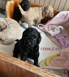 Toy Poodle Puppies - Photo 2