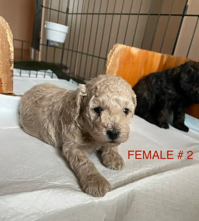 Toy Poodle Puppies - Photo 3