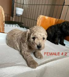 Toy Poodle Puppies - Photo 3