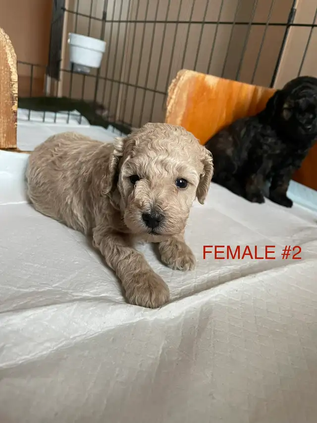 Toy Poodle Puppies - Photo 4