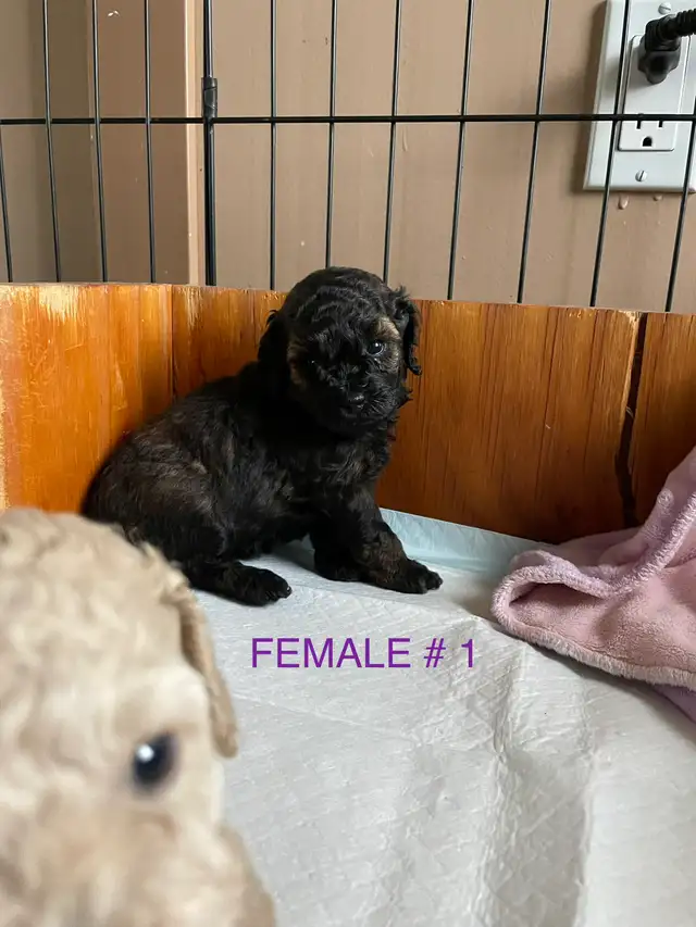 Toy Poodle Puppies - Photo 5