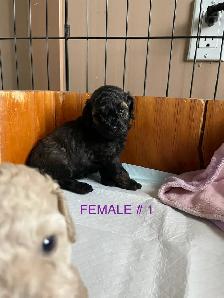 Toy Poodle Puppies - Photo 5