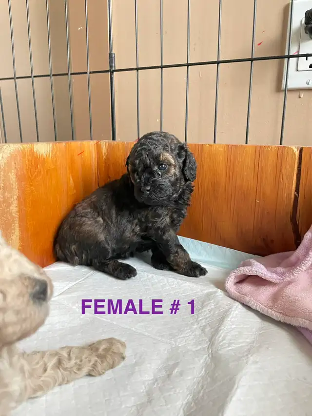 Toy Poodle Puppies - Photo 6