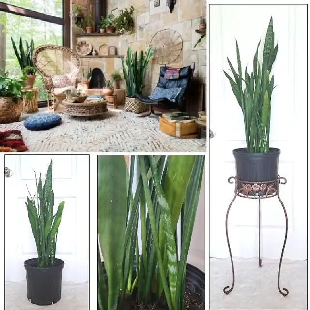 SNAKE PLANT   STAND