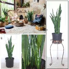 SNAKE PLANT   STAND