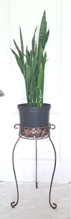 SNAKE PLANT   STAND - Photo 2