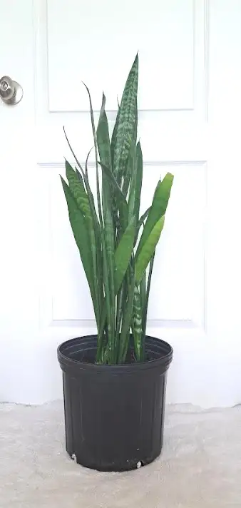 SNAKE PLANT   STAND - Photo 4