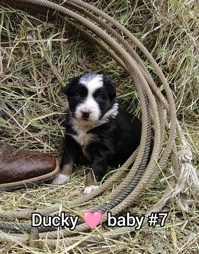 Australian shepherd PUPPIES!! - Photo 3